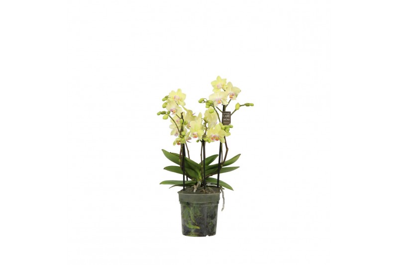 Phalaenopsis multiflora geel Flora P12 Yellow 3-5 spike 30 bl. 3 tak/p Phalaenopsis multiflora geel Flora P12 Yellow 3-5 spike 30 bl. 3 tak/p