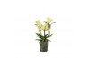 Phalaenopsis multiflora geel Flora P12 Yellow 3-5 spike 30 bl. 3 tak/p