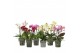Phalaenopsis multiflora mix BO Flora 3-5 tak 
