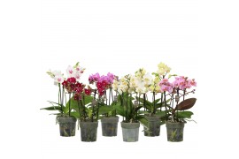 Phalaenopsis multiflora mix BO Flora 3-5 tak