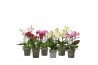 Phalaenopsis multiflora mix BO Flora 3-5 tak