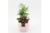 Arrangementen kamerplanten ESCR-2526 Essentials 3 pp