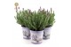 Lavandula stoechas anouk in zinc lavender 