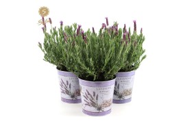 Lavandula stoechas anouk in zinc lavender