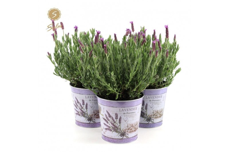 Lavandula stoechas anouk in zinc lavender 