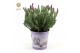 Lavandula stoechas anouk in zinc lavender 