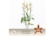 Aliceara anthura renaissance white Cambria, White Renaissance 3-spike  