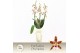 Aliceara anthura renaissance white Cambria, White Renaissance 3-spike  