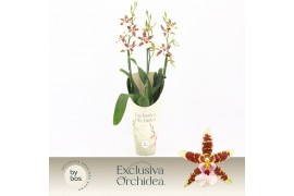 Aliceara anthura renaissance white Cambria, White Renaissance 3-spike 