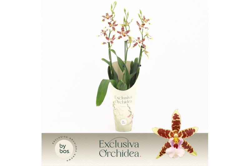 Aliceara anthura renaissance white Cambria, White Renaissance 3-spike Aliceara anthura renaissance white Cambria, White Renaissance 3-spike
