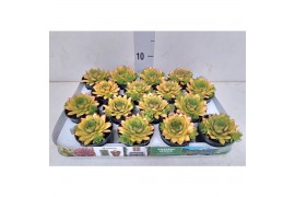 Sempervivum sempervivum Napoli GN kleur geel met oranje punten