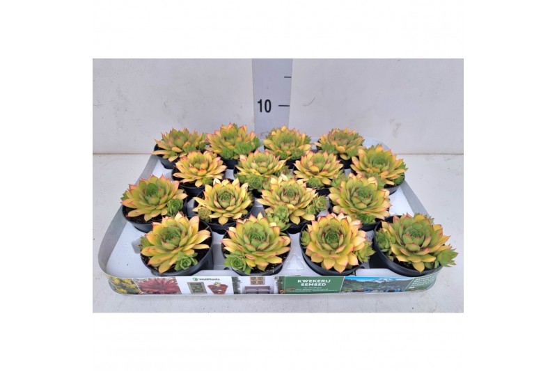 Sempervivum sempervivum Napoli GN kleur geel met oranje punten 