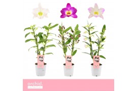 Dendrobium nobile mix Dendrobium Nobilé, Mix 2-spike Compact Orchid Co