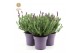 Lavandula stoechas anouk 