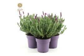 Lavandula stoechas anouk