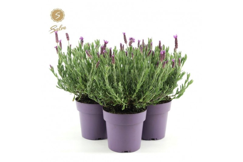 Lavandula stoechas anouk 