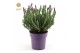 Lavandula stoechas anouk 