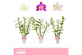 Dendrobium nobile mix 3-spike Orchid Collection 65 bl.