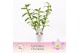 Dendrobium spring dream pandora Dendrobium Nobilé, Pandora 3-spike Exc 
