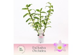 Dendrobium spring dream pandora Dendrobium Nobilé, Pandora 3-spike Exc