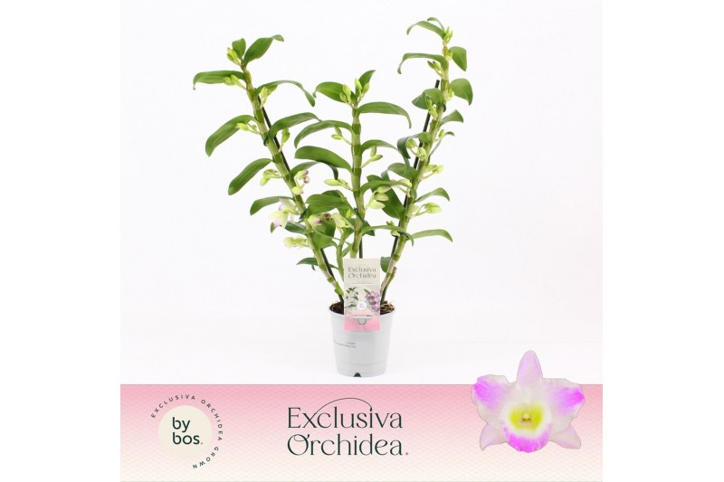 Dendrobium spring dream pandora Dendrobium Nobilé, Pandora 3-spike Exc 