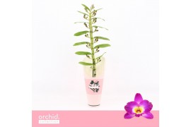 Dendrobium nobile star class akatsuki 1-spike 65+ cm Orchid Collection