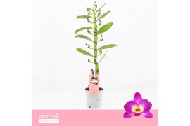 Dendrobium nobile star class akatsuki 1-spike Orchid Collection 18 bl.