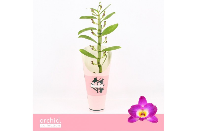 Dendrobium nobile star class akatsuki 1-spike Orchid Collection Potcov 
