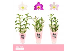 Dendrobium nobile mix 2-spike Orchid Collection Potcover 45 bl.