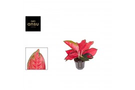 Aglaonema cherry baby chili red
