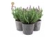 Lavandula stoechas anouk in wood 
