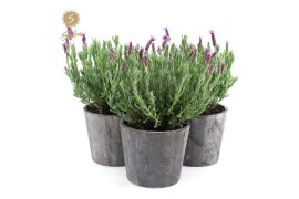Lavandula stoechas anouk in wood