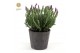 Lavandula stoechas anouk in wood 