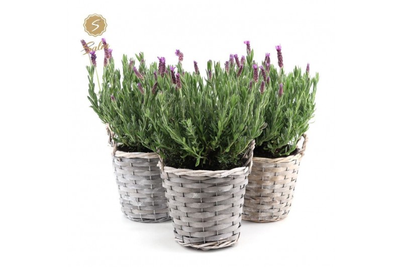 Lavandula stoechas anouk in basket 