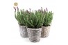 Lavandula stoechas anouk in basket