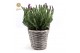 Lavandula stoechas anouk in basket 
