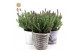 Lavandula stoechas anouk in added value mix 