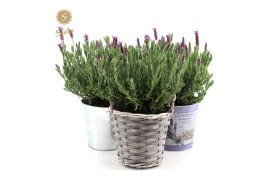 Lavandula stoechas anouk in added value mix