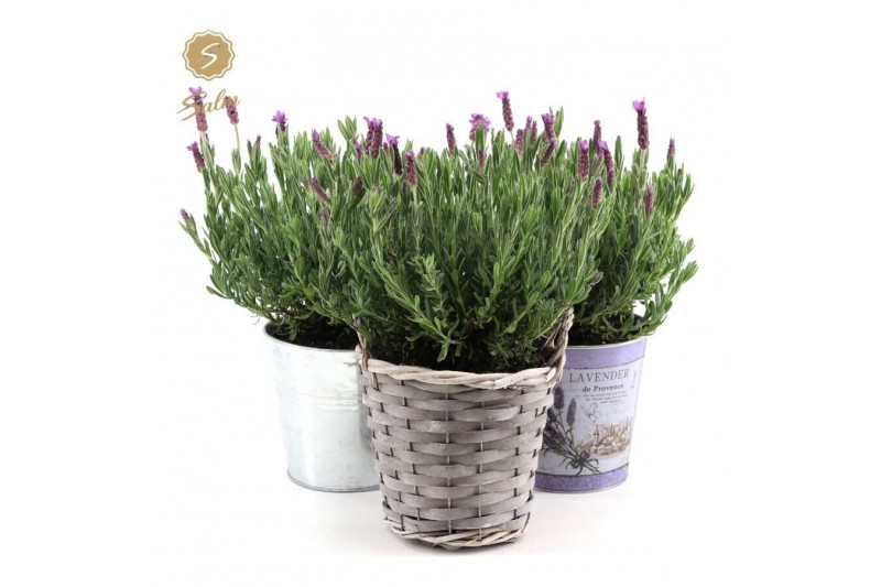 Lavandula stoechas anouk in added value mix Lavandula stoechas anouk in added value mix