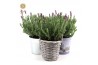 Lavandula stoechas anouk in added value mix