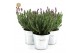 Lavandula stoechas anouk in zinc old-look 