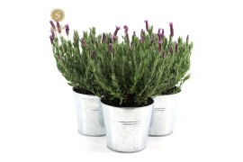 Lavandula stoechas anouk in zinc old-look
