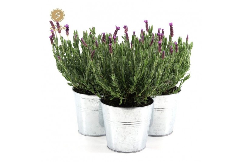 Lavandula stoechas anouk in zinc old-look 