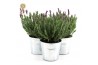 Lavandula stoechas anouk in zinc old-look