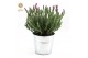 Lavandula stoechas anouk in zinc old-look 