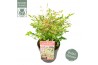 Nandina domestica twilight