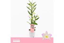Dendrobium nobile spring dream kumiko 1-spike Orchid Collection 21 bl.
