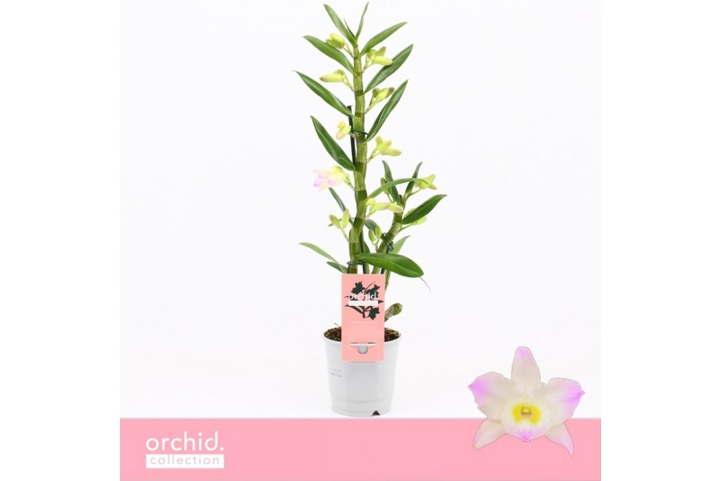 Dendrobium nobile spring dream kumiko 1-spike Orchid Collection 21 bl. 