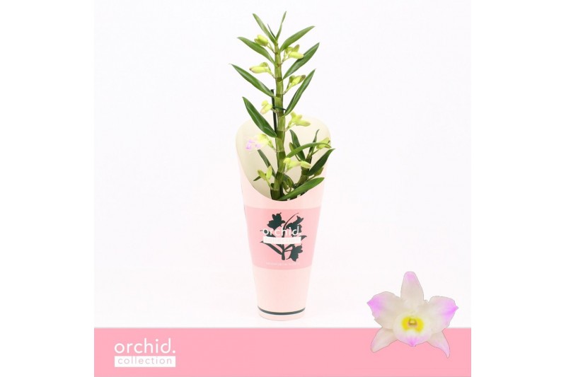 Dendrobium nobile spring dream kumiko 1-spike Orchid Collection Potcov Dendrobium nobile spring dream kumiko 1-spike Orchid Collection Potcov
