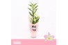 Dendrobium nobile spring dream kumiko 1-spike Orchid Collection Potcov